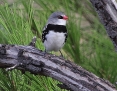 Firetail_Diamond_2015-04-05